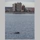 28. walvissen zwemmen echt heel dicht tegen de kustlijn.JPG